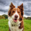 Dog: Rusty (Border Collie) / Owner: Andy