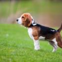 Dog: Bailey (Beagle) / Owner: Sandra