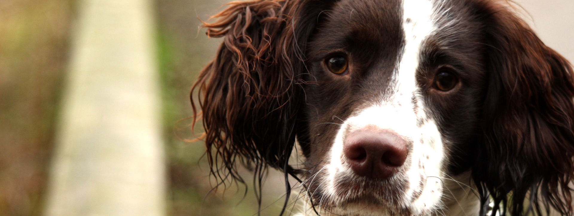 Pawtopia Doggy Day Care Spaniel Banner