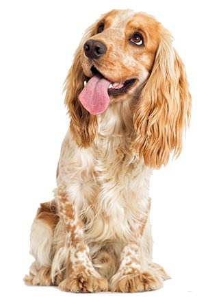 Pawtopia doggy day store care